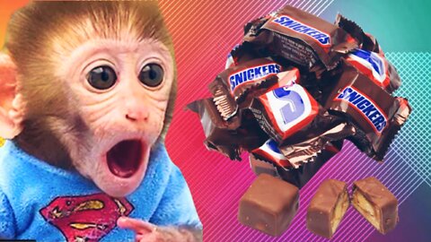 Baby monkey eating the world yummy chocolate asmr satisfying video