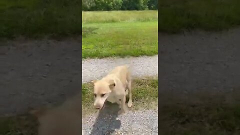 Yellow Lab Getting In Her Daily Run Time. Emma is such a happy dog! #labrador #DogVideos #shorts
