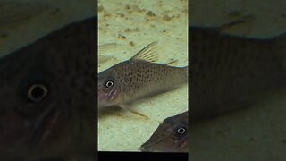 Large Corydoras cervinus Rare