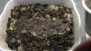small worm bin feeding feb 10 2022