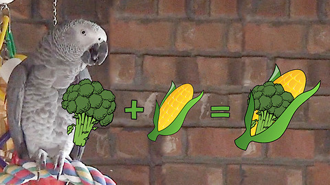 Genius parrot invents new word for favorite vegetables