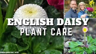 😀 English Daisy Care | Plant Chat Friday - SGD 325 😀