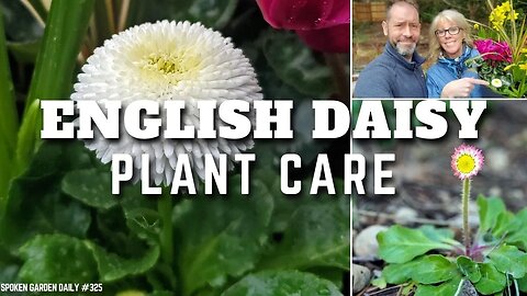 😀 English Daisy Care | Plant Chat Friday - SGD 325 😀