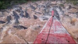 Boat takes a scary voyage across a river full of alligators
