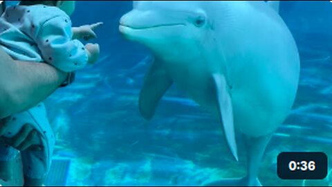 Baby Befriends Two Dolphins
