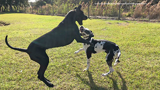 Pouncing and Bouncing Great Dane and Puppy Double Dancing