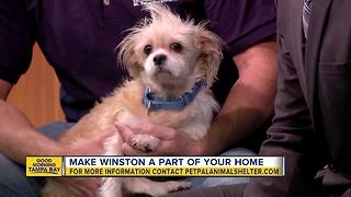Pet of the week: Winston is an affectionate 4-year-old Shih Tzu looking for his forever family