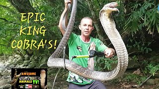 BIG ANGRY SNAKES! 5 #kingcobra