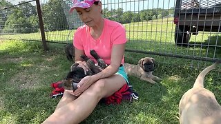 Cinnamon litter. Seven wks old 6-21-23