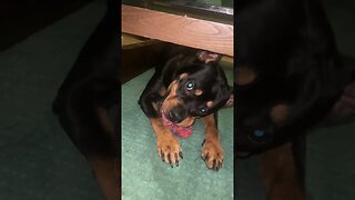 Cute Funny Rottweiler! 🐶 #shorts #short #viral #youtube #like