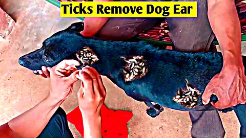 Removing Monster Tick From Helpless Dog Ear | Animal Rescue Video 2023