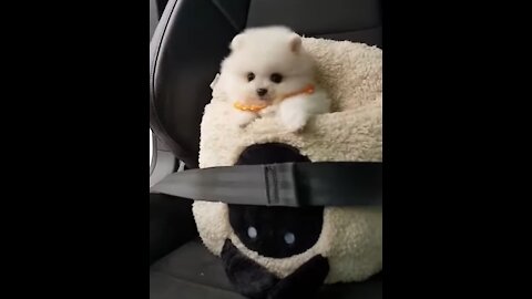 small cute puppy