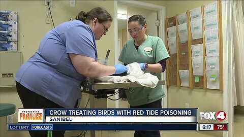 CROW treating birds with red tide poisoning