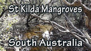 St Kilda Mangrove Walk, South Australia