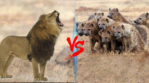 Lion Trapped by Clan of Hyenas