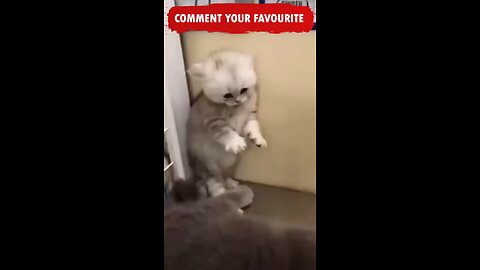 Poor Cat was very Scared😂😂😂Funny Animals Shorts compilation Try not to Laugh Cats and Dogs