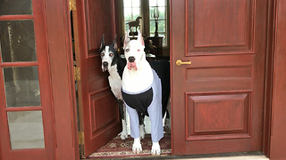 Max and Katie the Great Dane Greeters