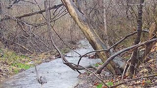 Great blue heron hunting in stream in Wildlife 1 Cam 1/19/2023