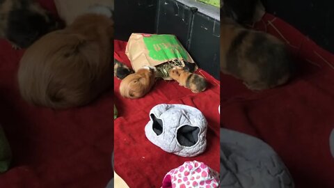 3 piggies and a paper bag full hay