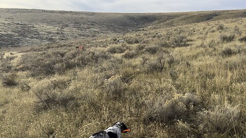 Upland bird hunting