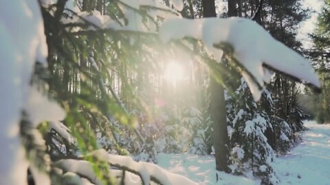 Звуки зимнего леса и его красота
