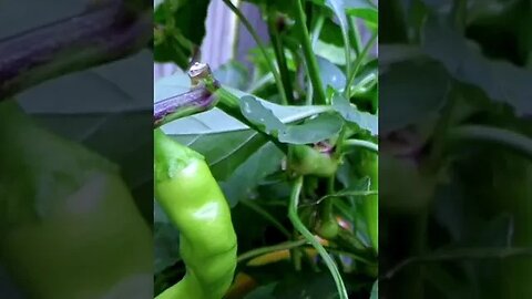 GROWING BANANA PEPPERS!