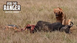 Lion Ignores Jackal Feeding On His Buffalo | Lalashe Maasai Mara Safari