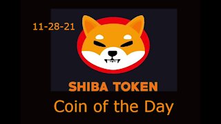 Shiba - Coin of the Day