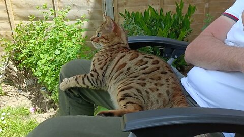 Bedford enjoying Simon Jordan in the garden #talksport #bengalcat