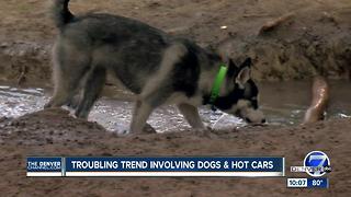 Disturbing pattern: Pets left in hot cars in Jefferson County