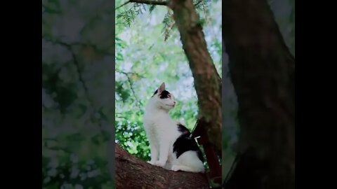 Funny Cats Of Tiktok | Cats Of TikTok || Compilation || 2022 | Tiktok | By | PersianCatsZone 😸