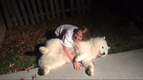 SEE HOW STUBBORN SAMOYED-TRYING to get Cody in from the cold at bedtime