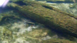 Snorkeling with a turtle