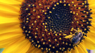 SUNflowers and BUMBLEbees on SUNNYside