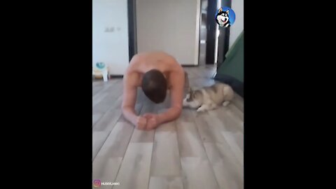Husky puppy is the best workout partner...
