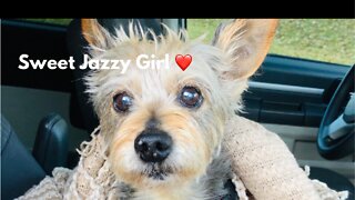 Sweet Jazzy Girl's Big Announcement