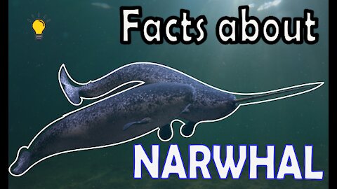 WHAT! Narwhale can do this?