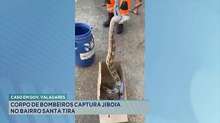 Caso em Gov. Valadares: Corpo de Bombeiros Captura Jiboia no Bairro Santa Rita.