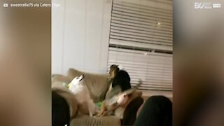 Dogs in heated exchange over sofa rights