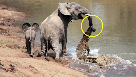 A crocodile tries attacking a baby elephant but fails miserably
