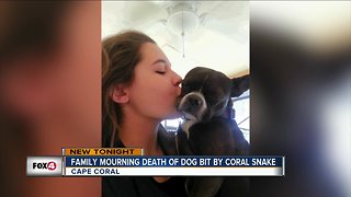 Dog dies after venomous snakebite
