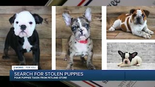 4 puppies stolen from Petland Tulsa
