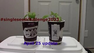 single seed challenge 2023 April 25 Update