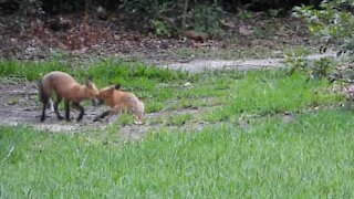 Un trio de renard fait de son jardin une aire de jeu
