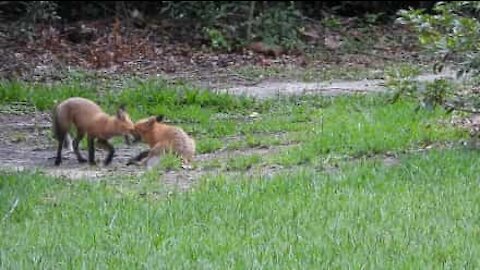 Un trio de renard fait de son jardin une aire de jeu