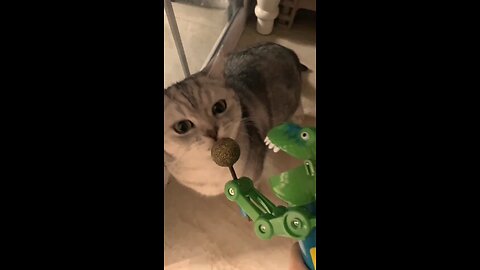 Cute Cat enjoys its lollipop