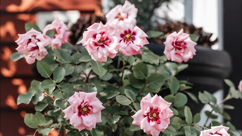 Four New Roses from Proven Winners