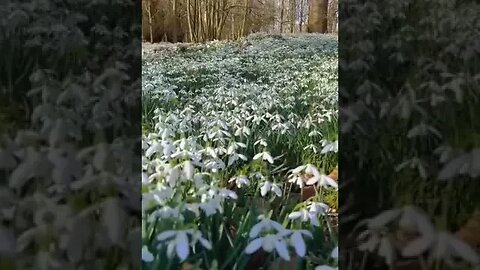 Glade of snowdrops in the Kabardino-Balkarian Republic.