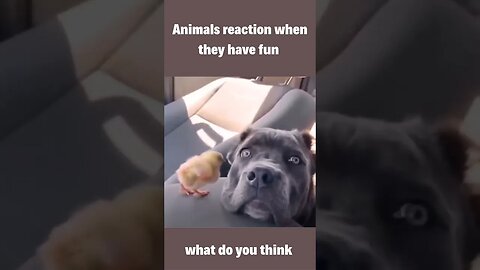 Get Ready to Laugh at the Hilarious Animal