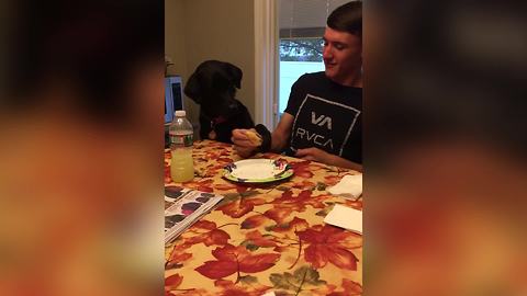 Funny Dog Wants A Bite Of A Sandwich
